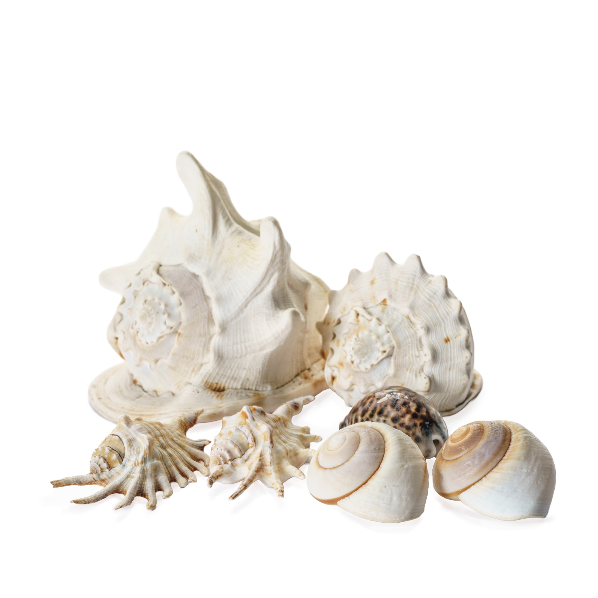 Assortment of shells for hire | For Love & Living Gold Coast Wedding & Event Hire