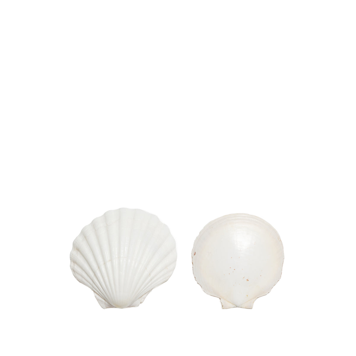 Shells - Table Styling Pieces for Hire | FLL Wedding & Event Hire | For ...