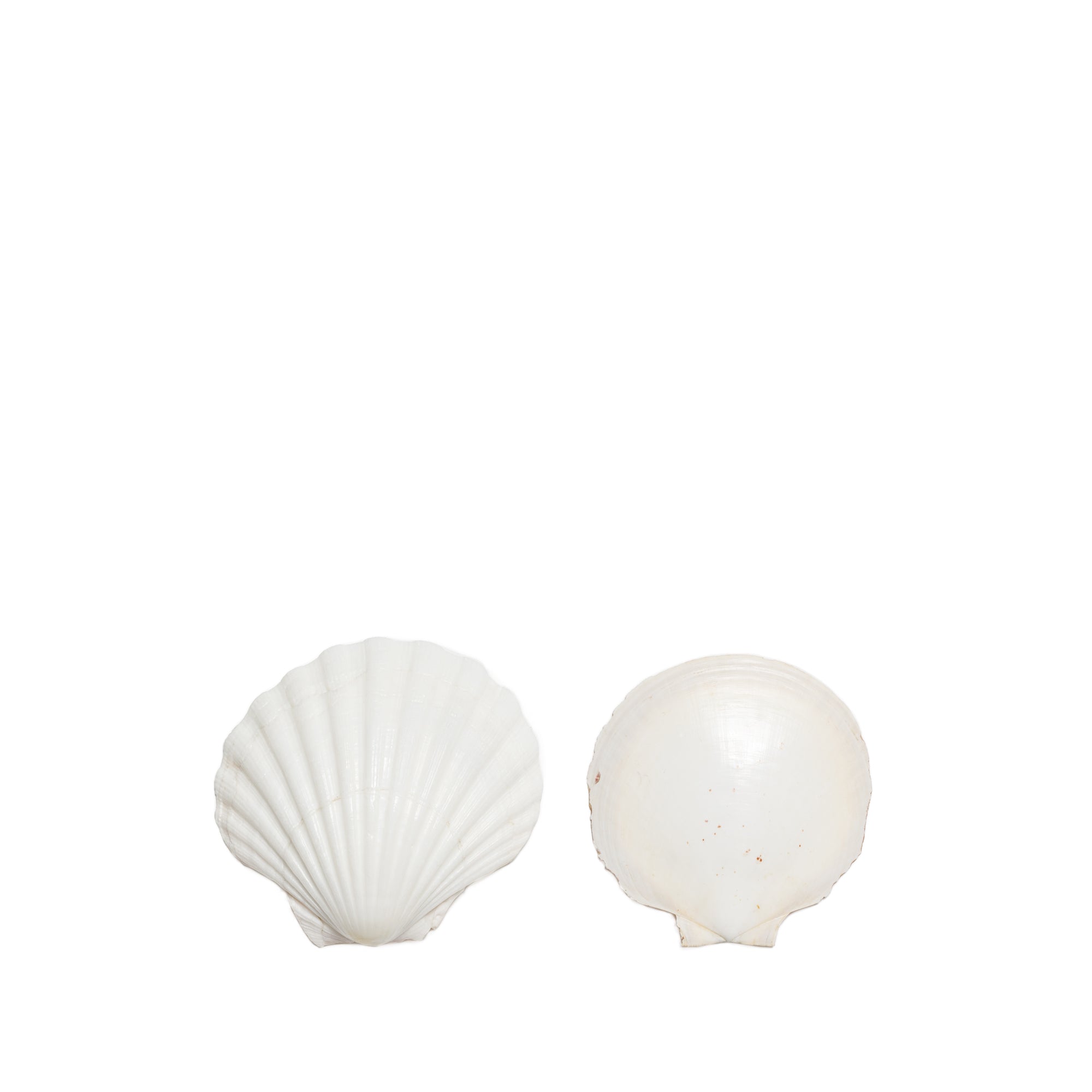 Shells - Table Styling for Hire | Gold Coast Wedding & Events Hire
